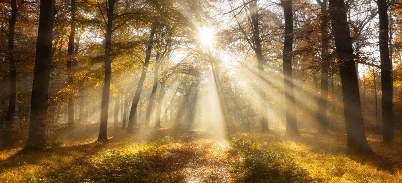 meditation-web-banner