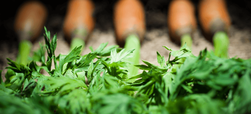 carrot-tops