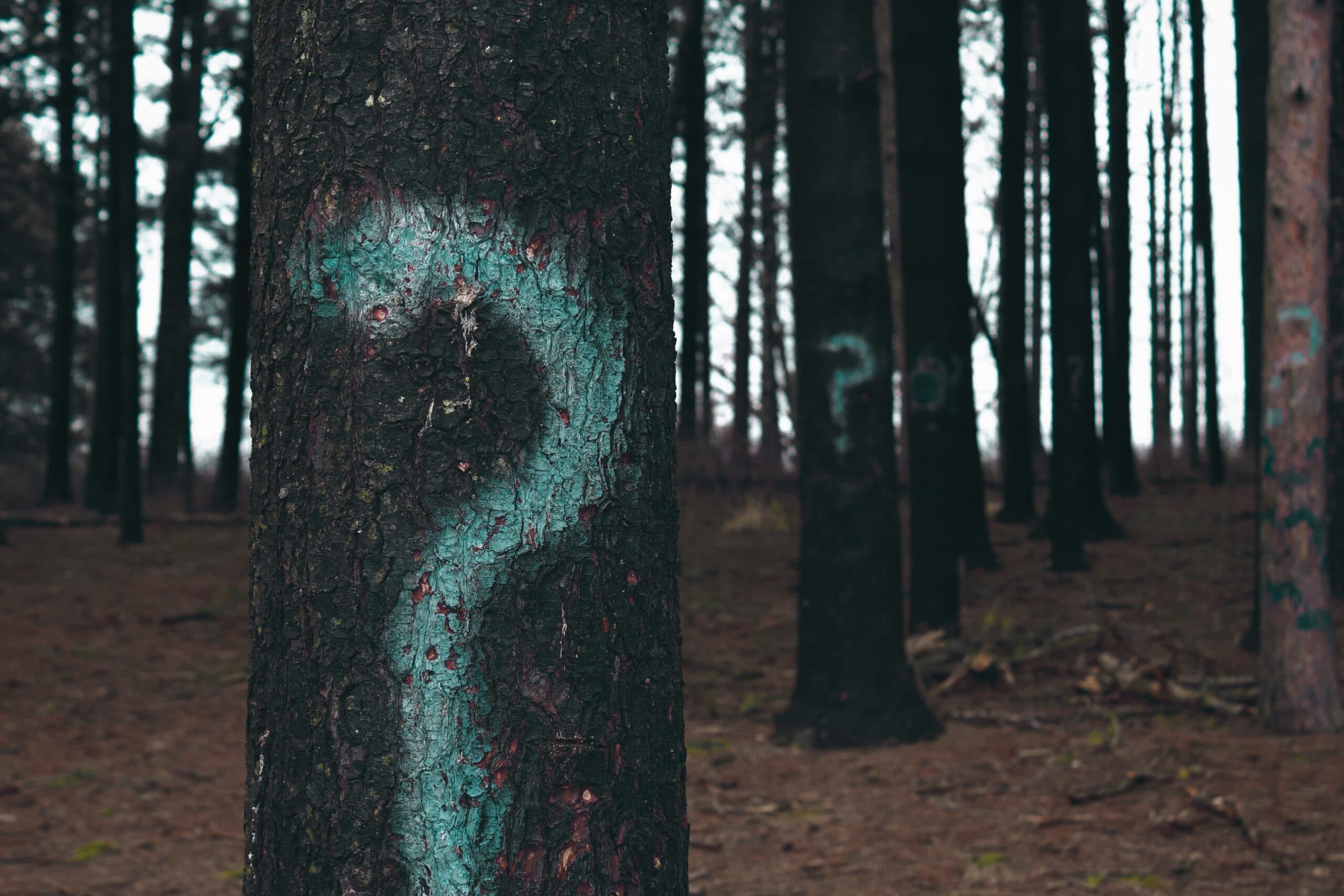 evan-dennis-i-IN3cvEjg-unsplash
